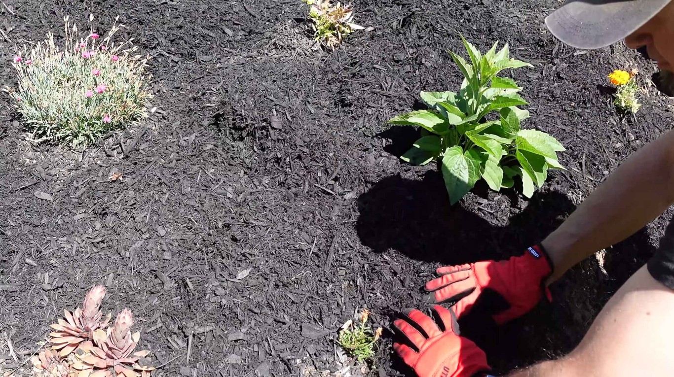 Mulching & Bed Maintenance service in Lathrop, CA